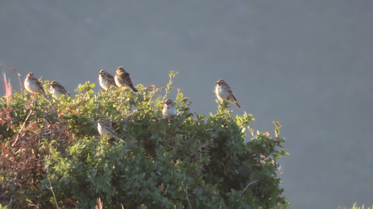 Lark Sparrow - Anne (Webster) Leight