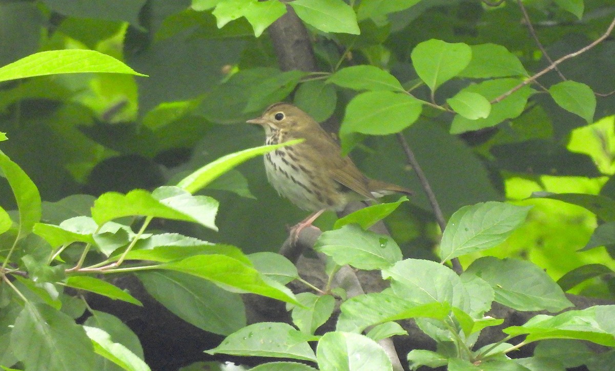 Ovenbird - ML619200075