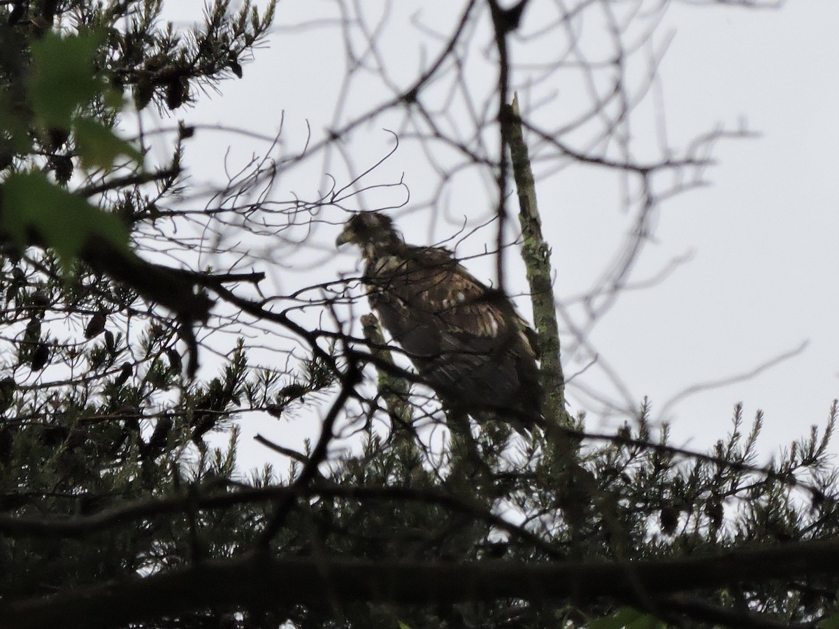 Bald Eagle - ML619200084