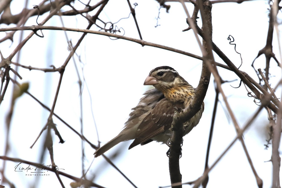 Rose-breasted Grosbeak - Linda Keating