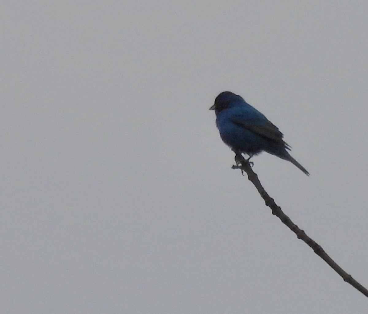 Indigo Bunting - Michelle Bélanger