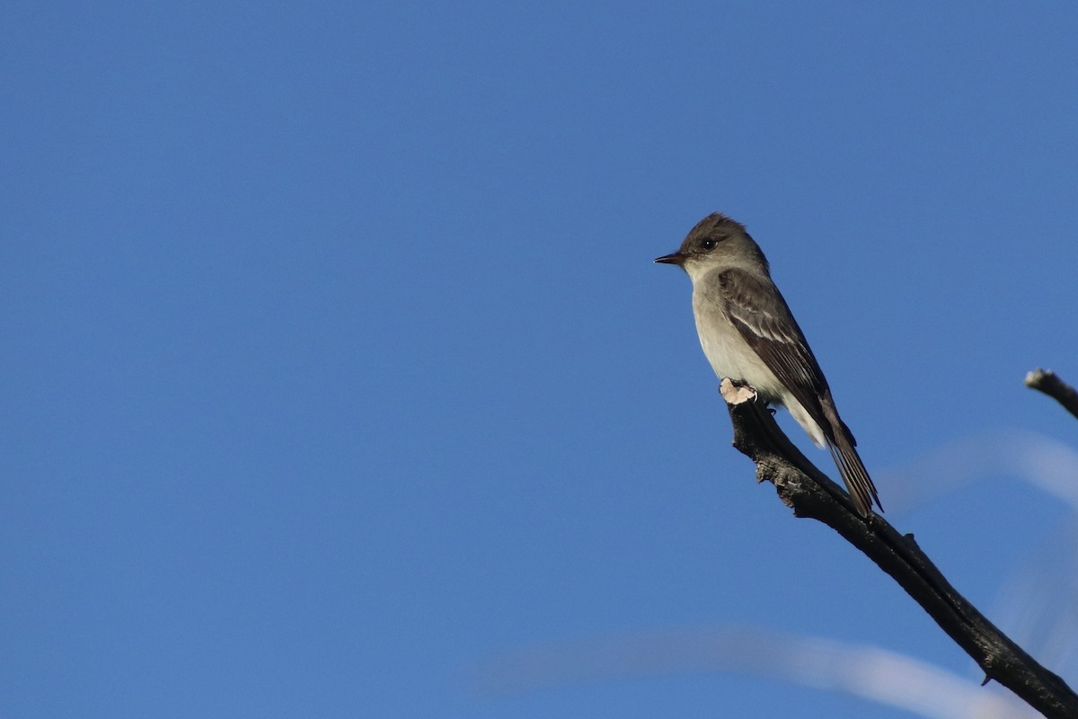 Western Wood-Pewee - Andrew Dolan