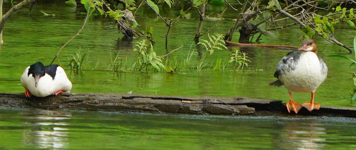 Common Merganser - Mark McConaughy