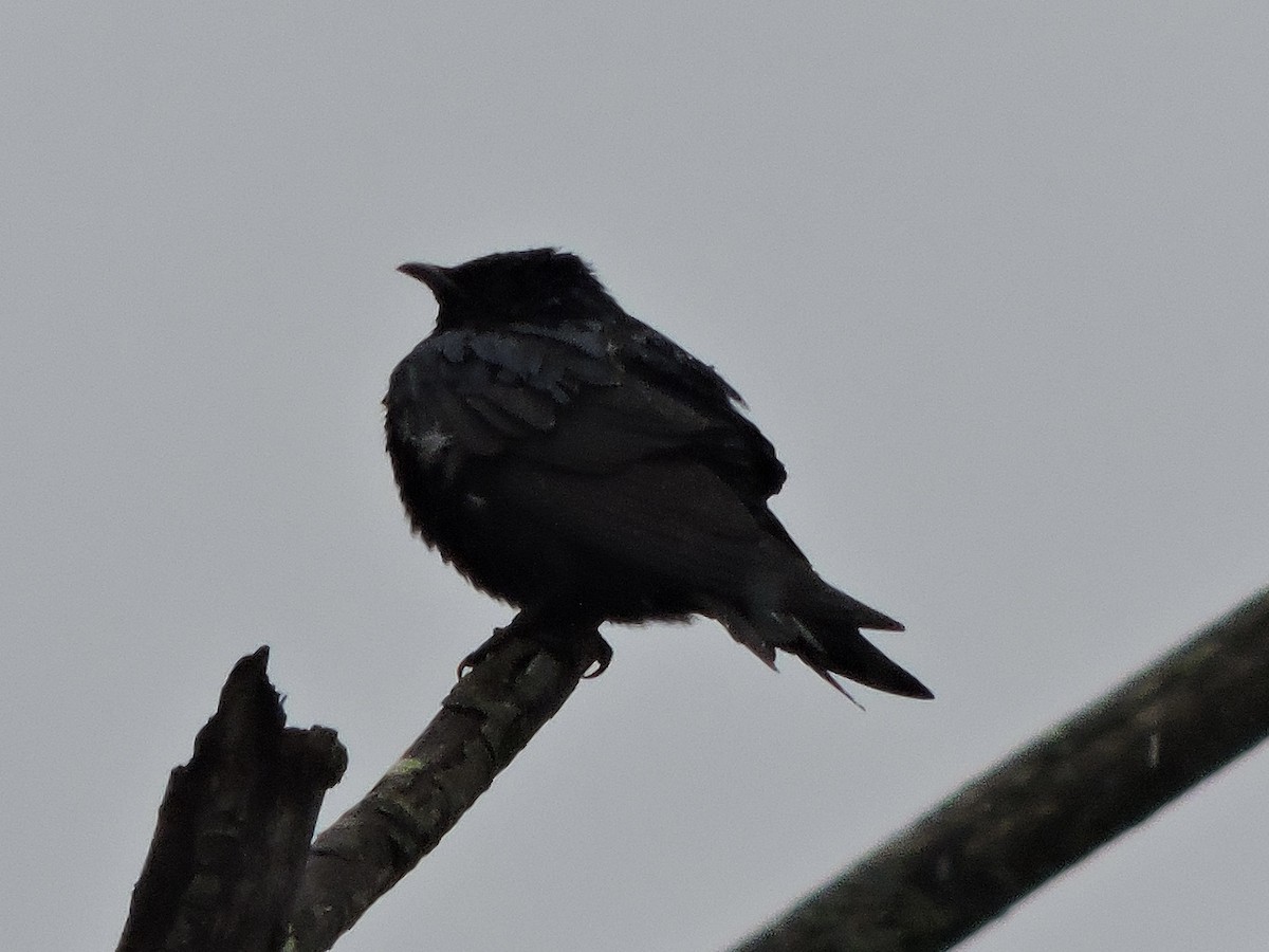 Purple Martin - John Boback