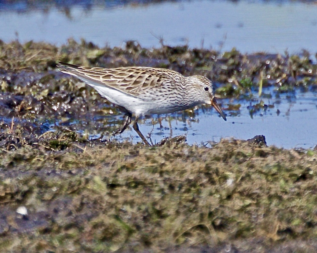 White-rumped Sandpiper - Jack & Holly Bartholmai