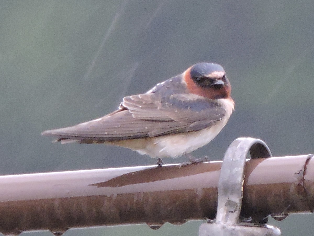 Cliff Swallow - ML619200129