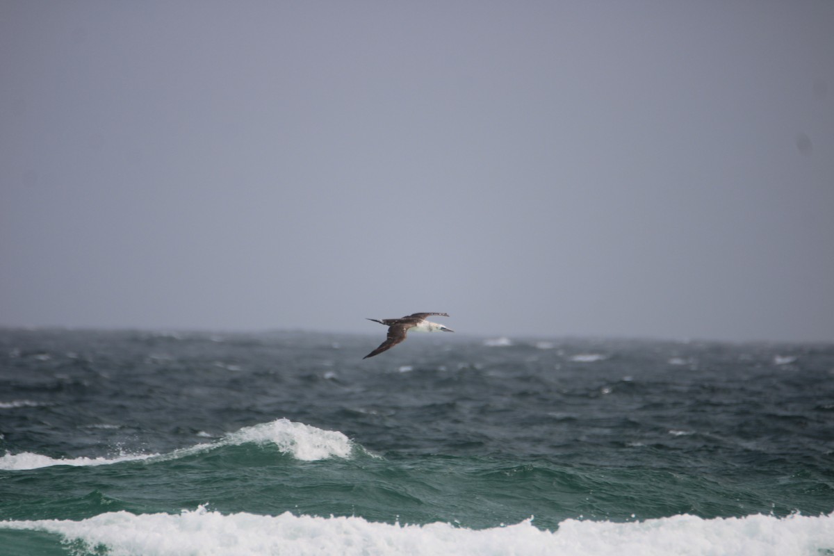 Northern Gannet - Ryan Giordanelli