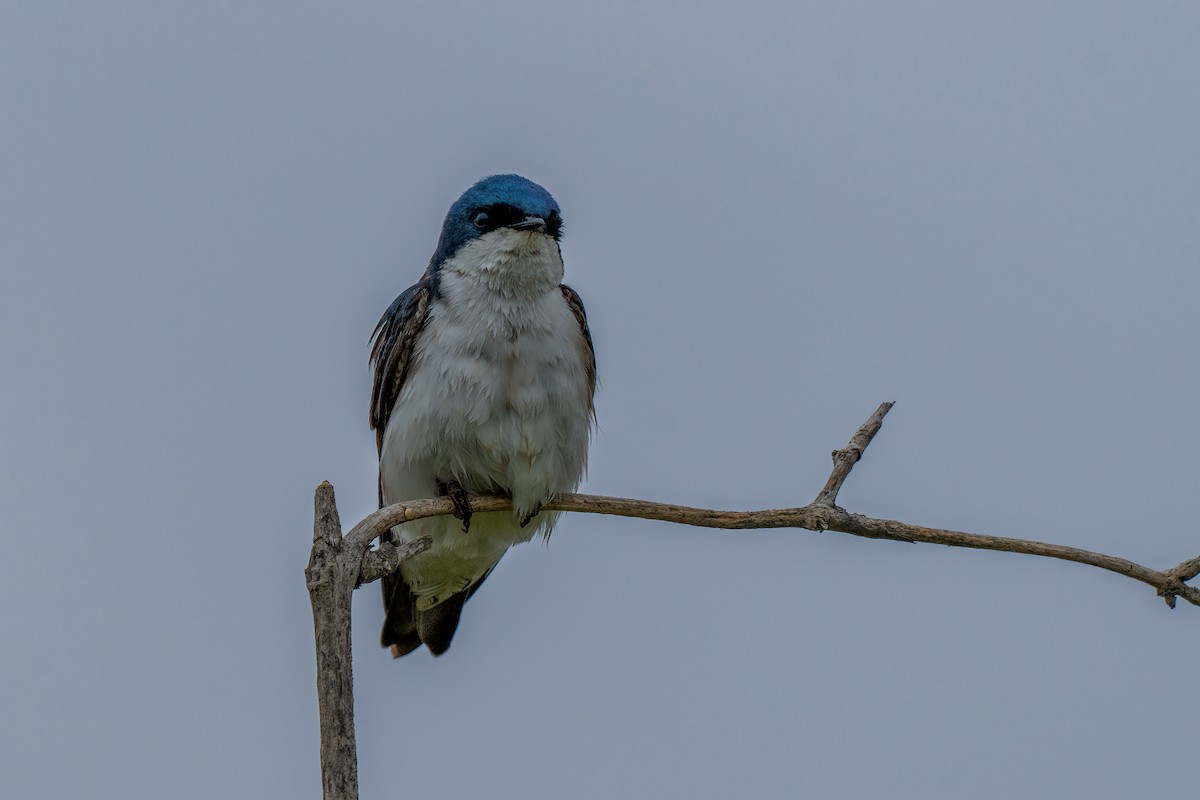 Tree Swallow - David Ornellas