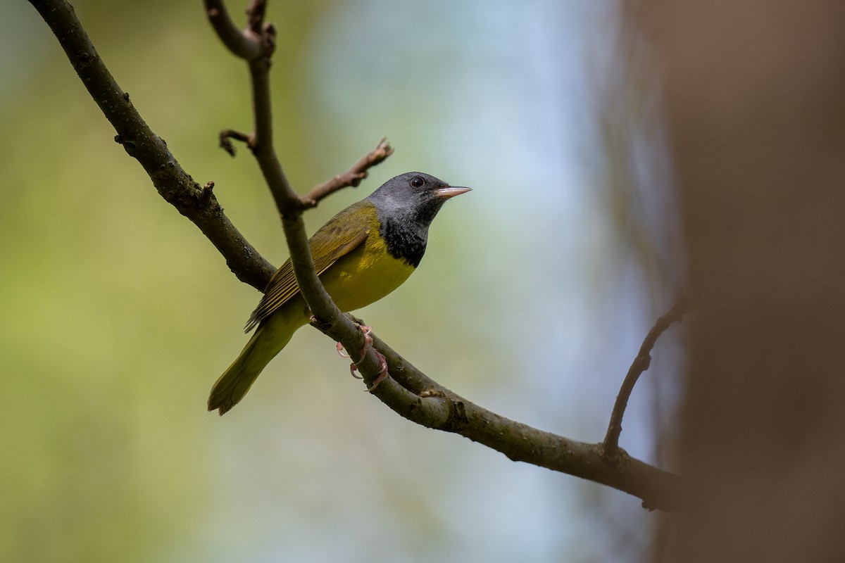 Mourning Warbler - Ian Campbell