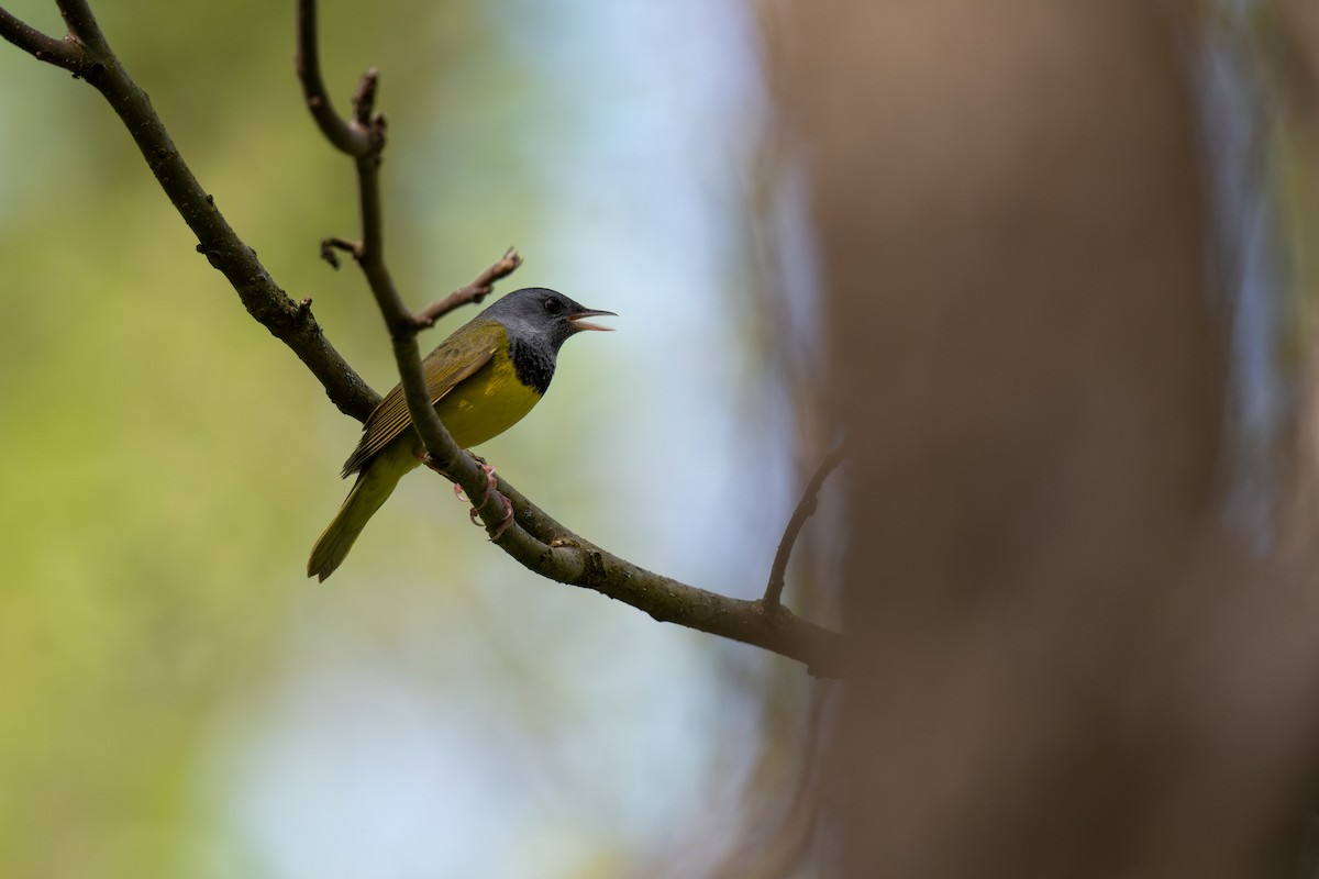 Mourning Warbler - Ian Campbell