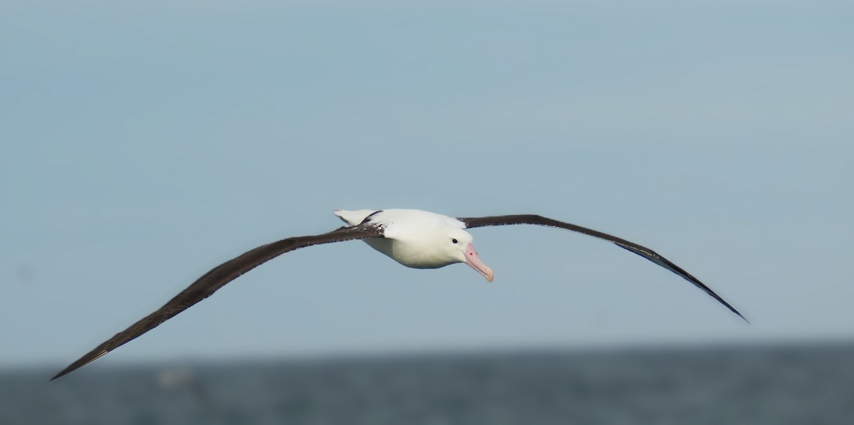 Northern Royal Albatross - Ulises Cabrera Miranda