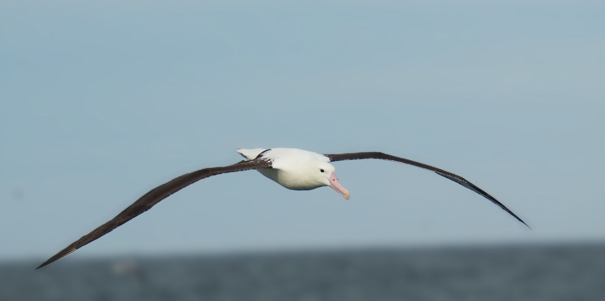 svartvingealbatross - ML619200149