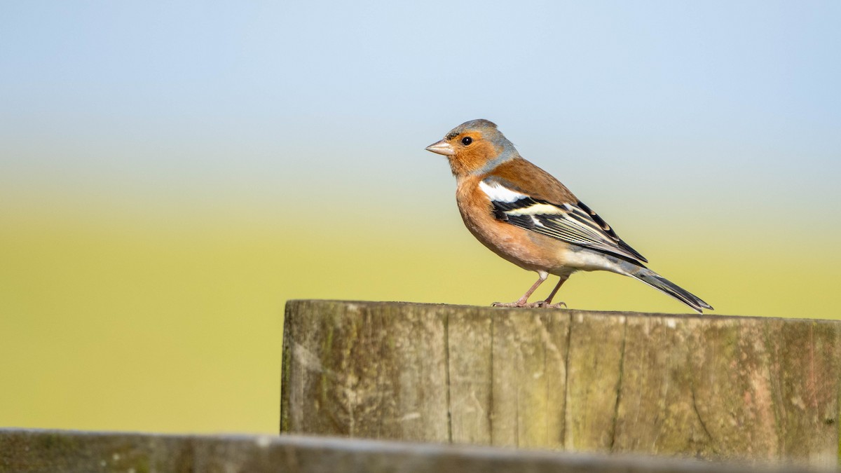 Common Chaffinch - Brendan Tucker