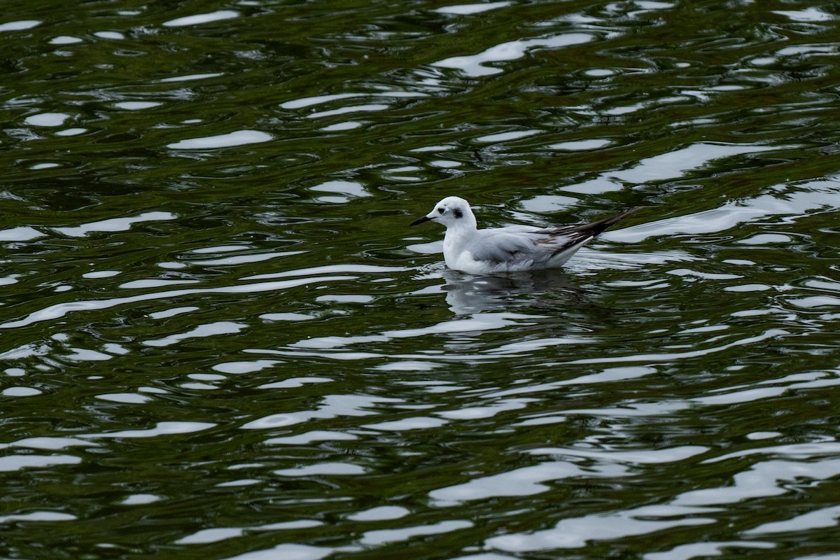 Bonaparte's Gull - David Ornellas