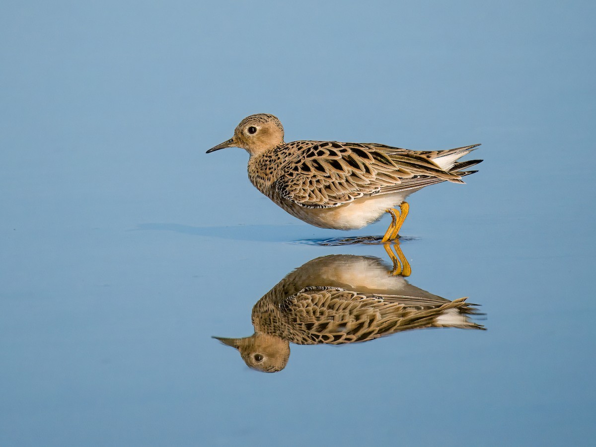 Buff-breasted Sandpiper - ML619200175