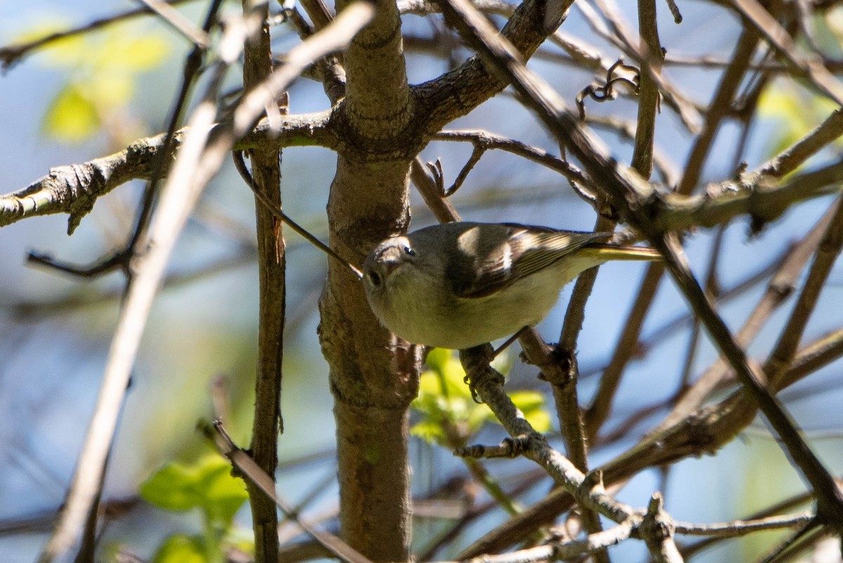 Ruby-crowned Kinglet - ML619200180