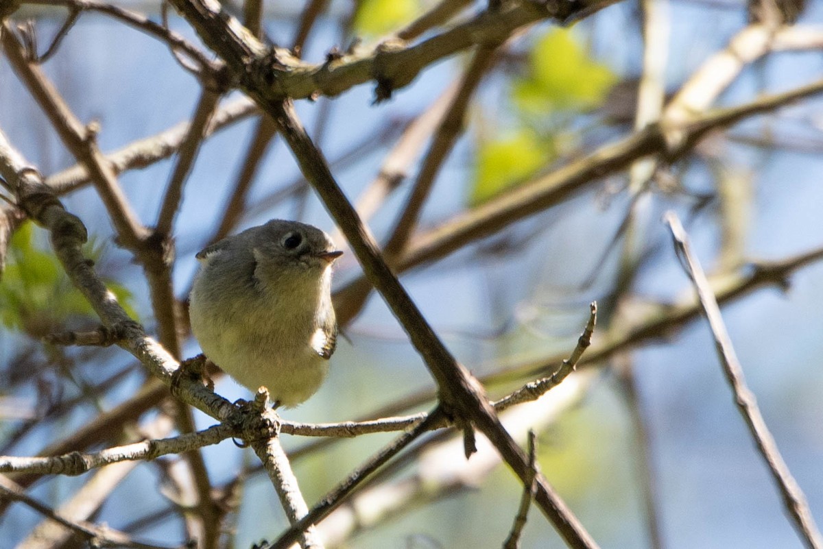 Ruby-crowned Kinglet - Andrea Heine