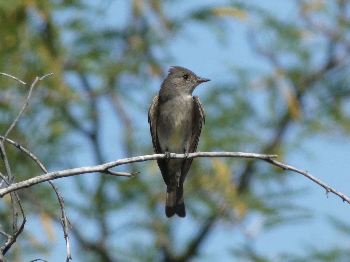 Western Wood-Pewee - Steven C and Emily B