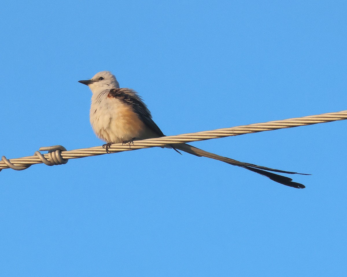 Scissor-tailed Flycatcher - Rick Kittinger