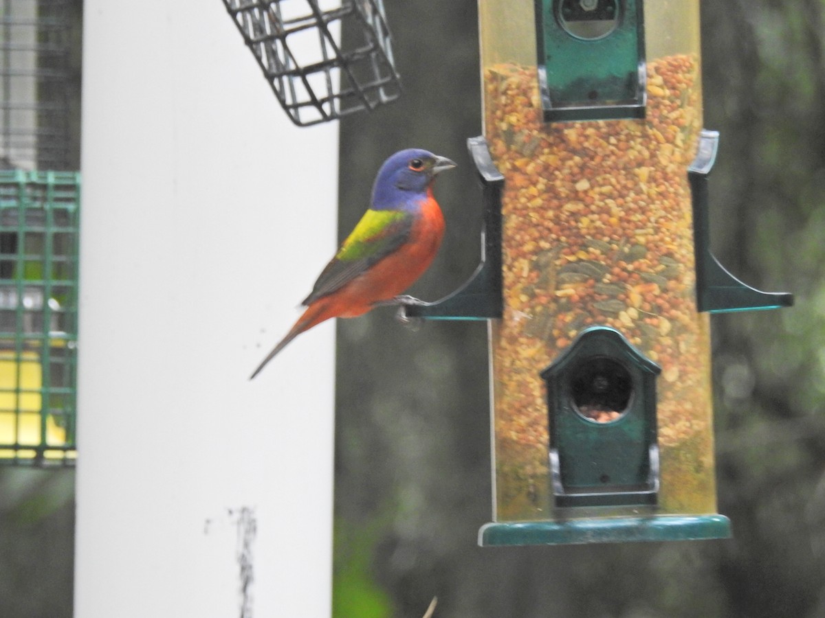 Painted Bunting - ML619200199