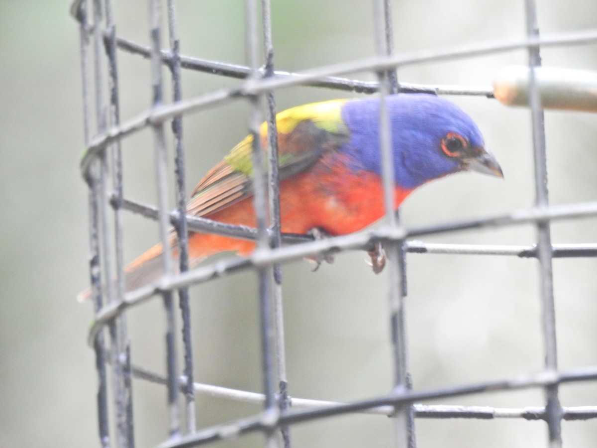 Painted Bunting - ML619200200
