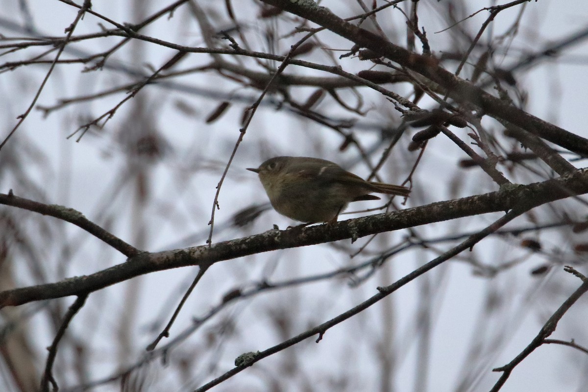 Ruby-crowned Kinglet - Daniel  Bellich