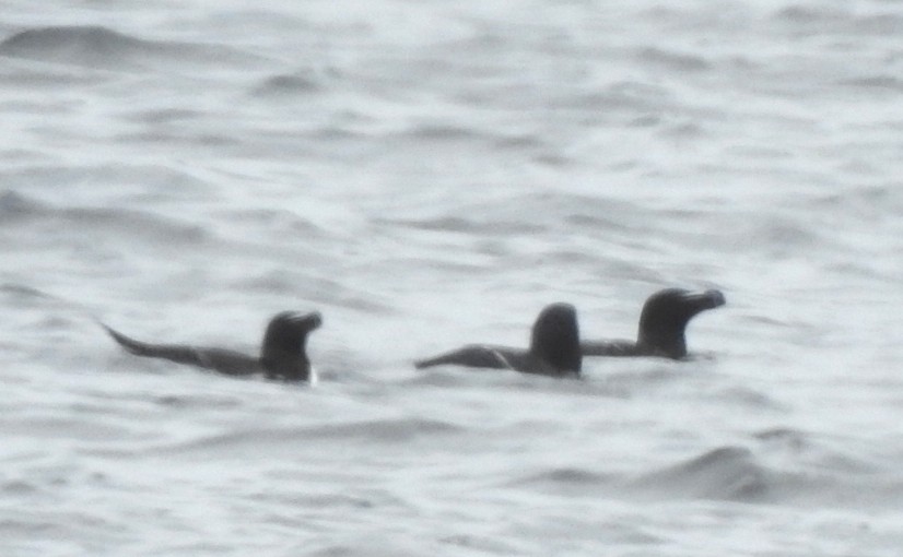 Razorbill - ML619200208