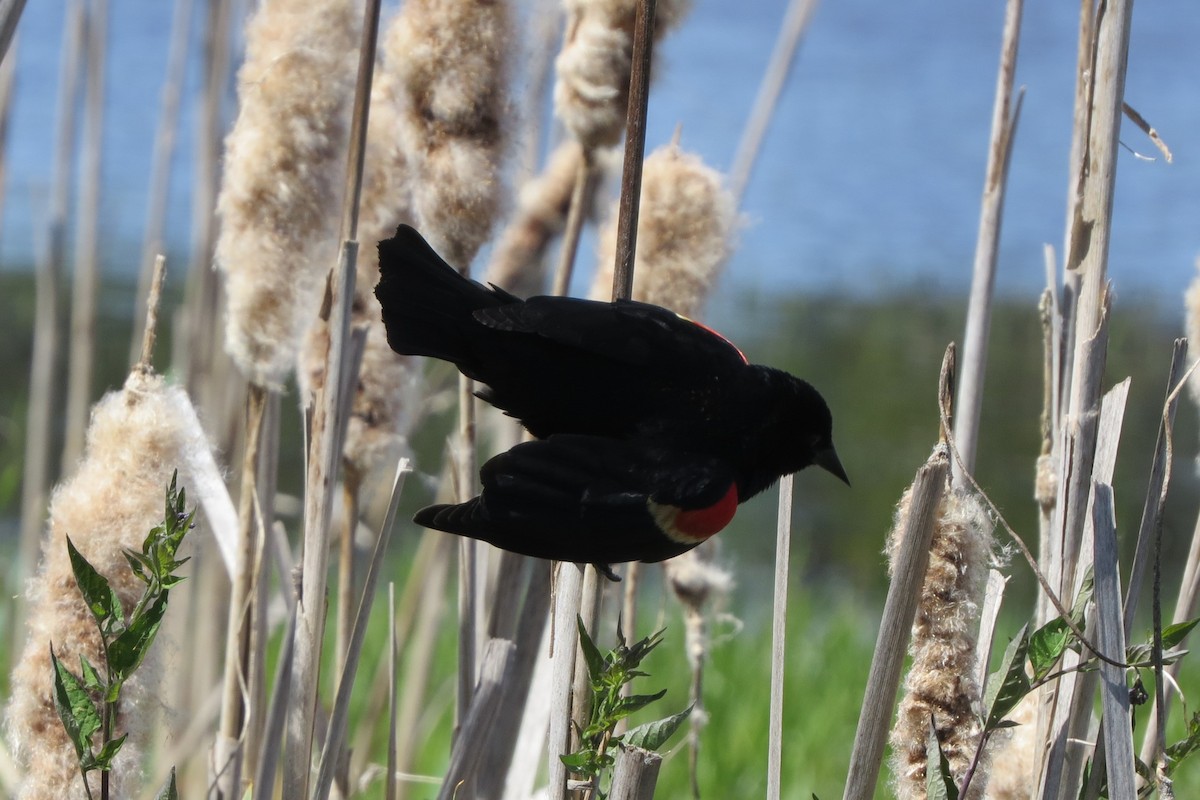 Red-winged Blackbird - Kathy  Kirk