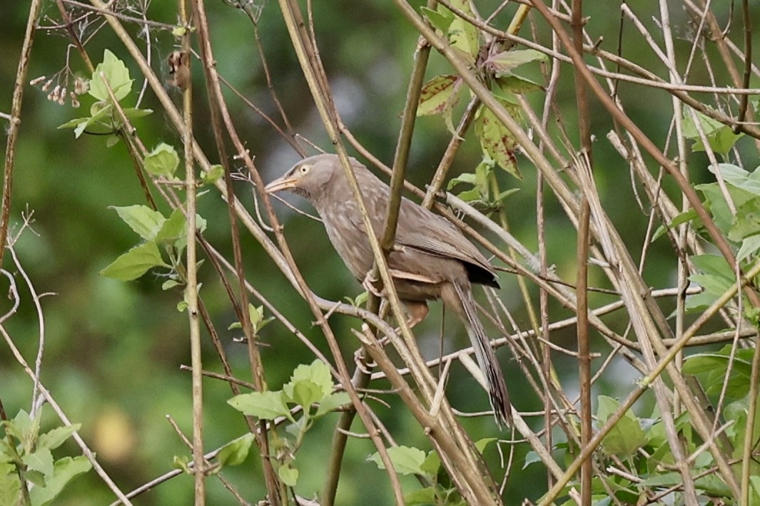 Jungle Babbler - ML619200219