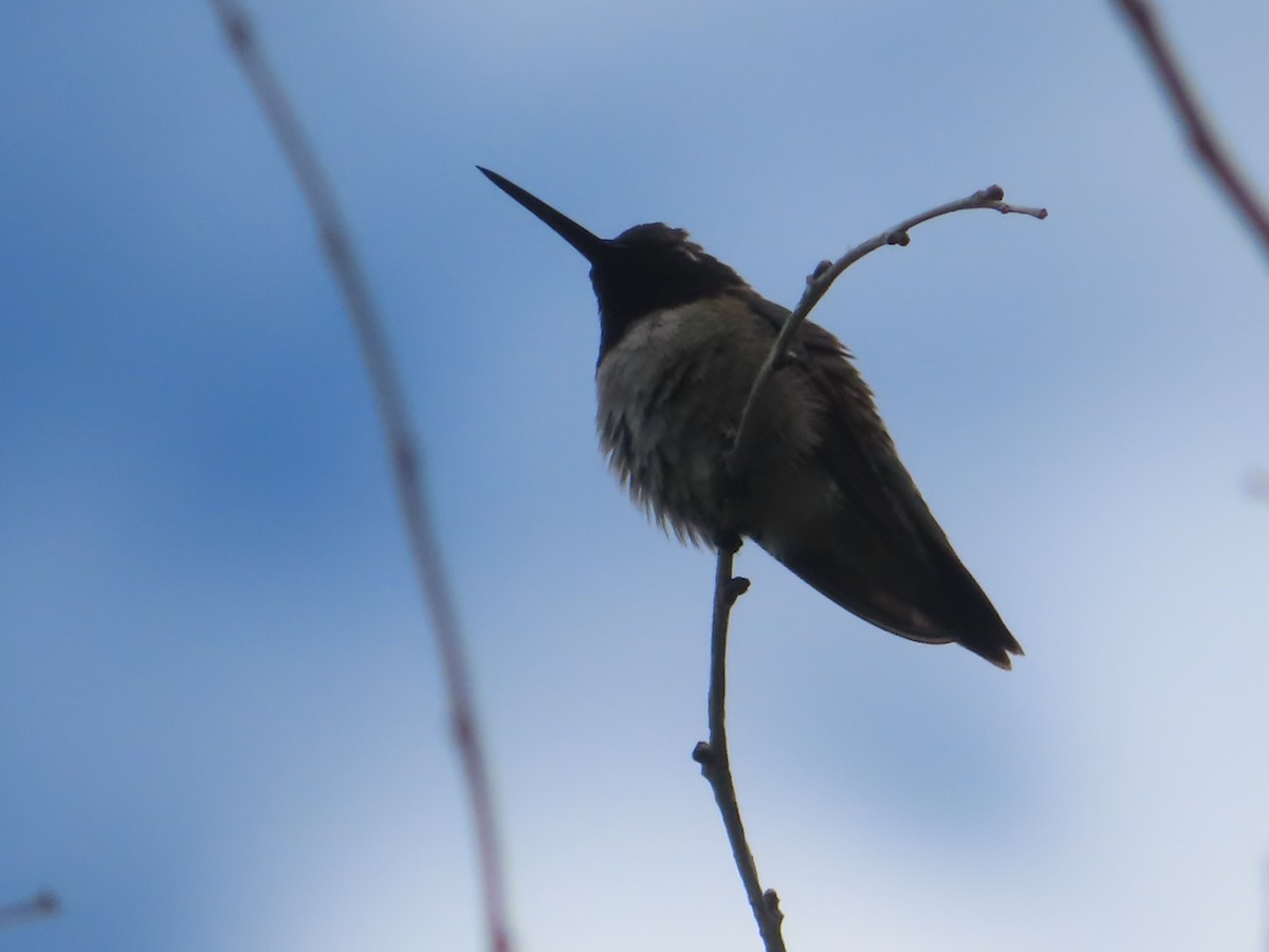 Black-chinned Hummingbird - J.A. Jensen