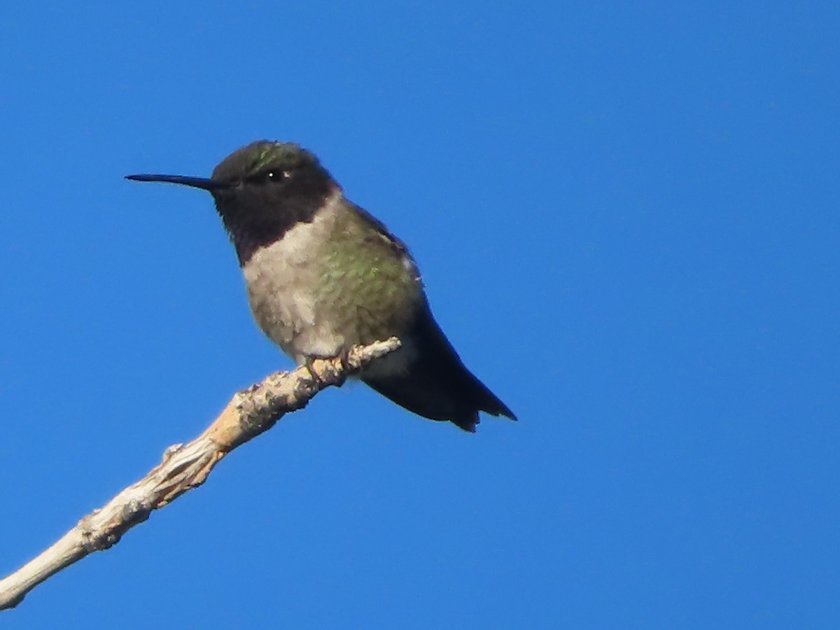 Black-chinned Hummingbird - J.A. Jensen