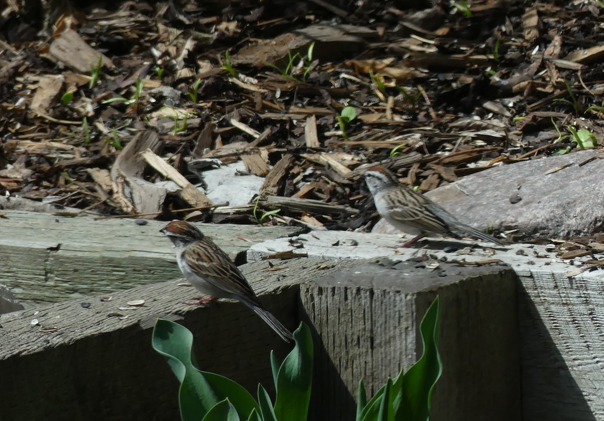 Chipping Sparrow - ML619200252