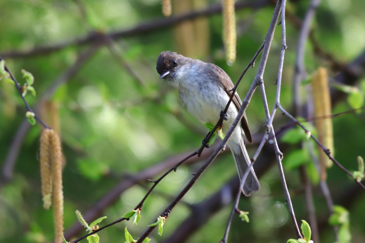 Eastern Phoebe - Margaret Viens