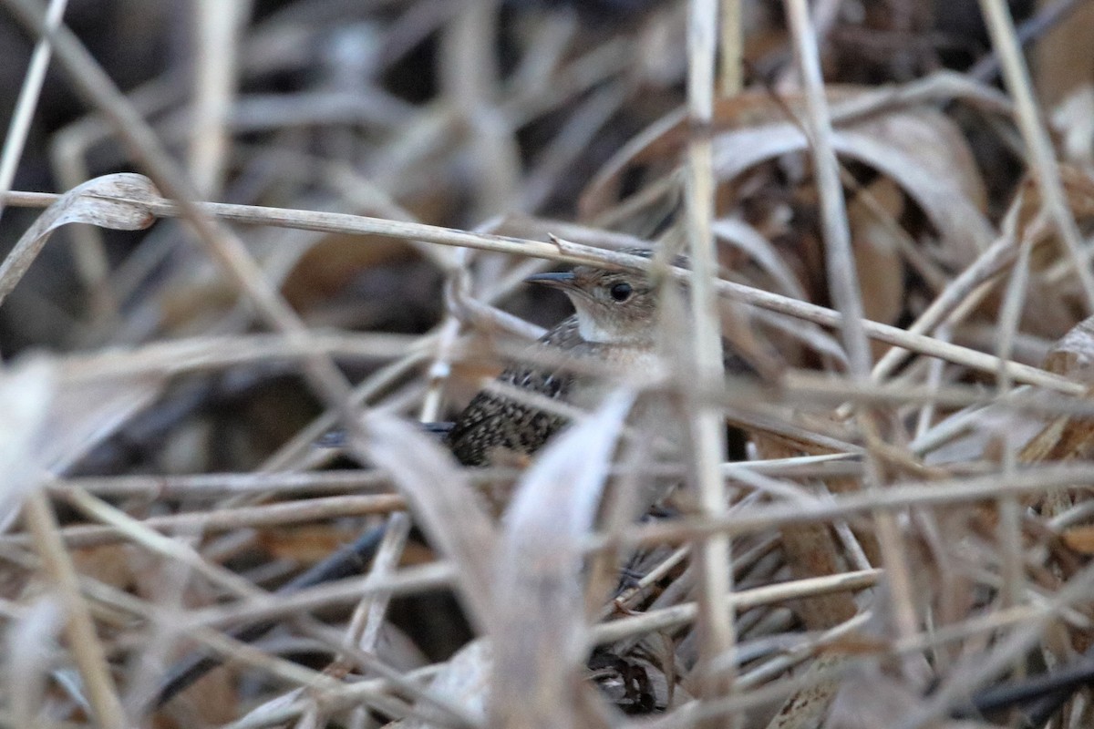 Sedge Wren - Daniel  Bellich