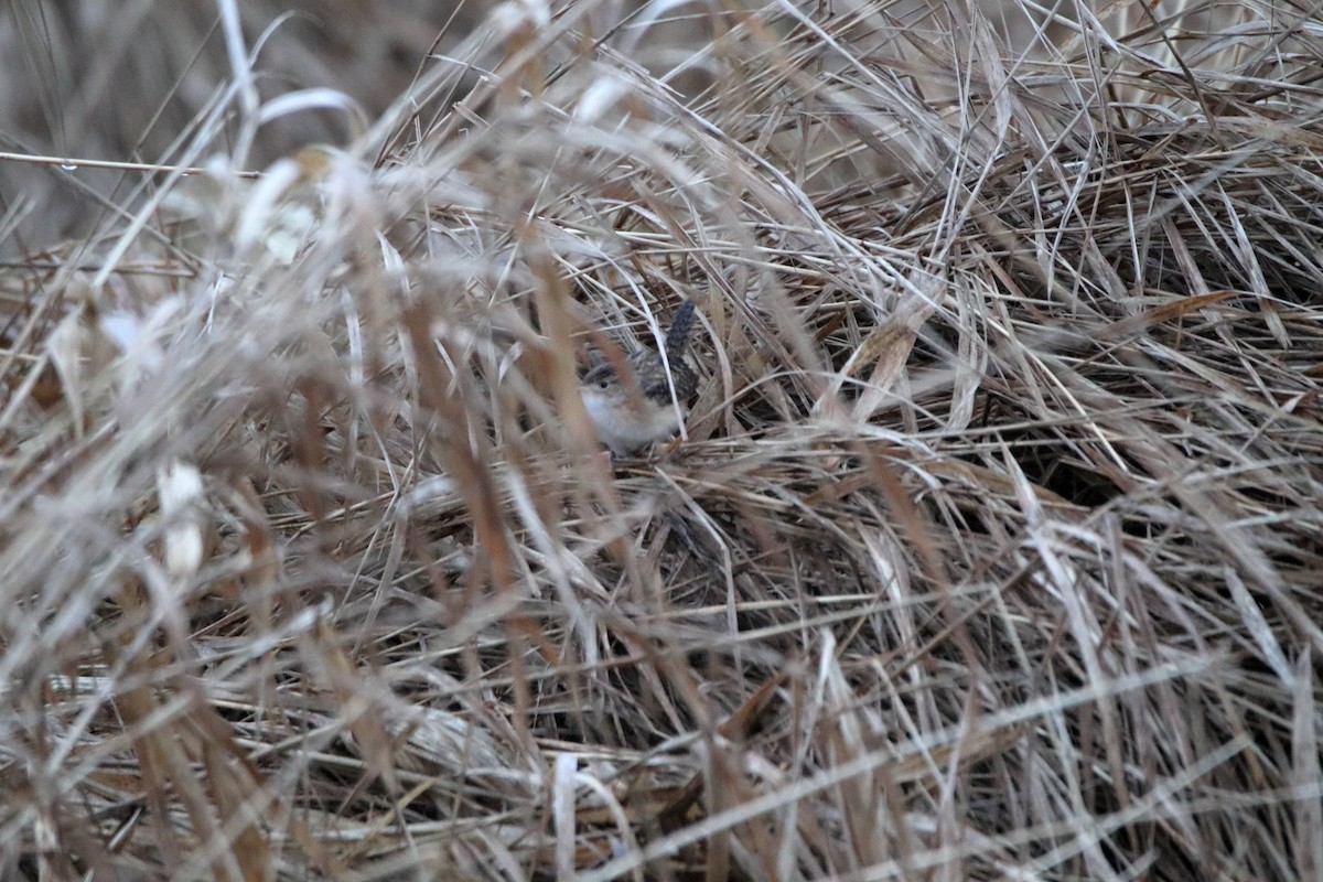 Sedge Wren - Daniel  Bellich