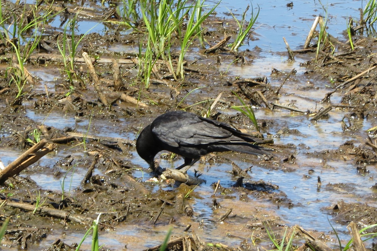 American Crow - ML619200273