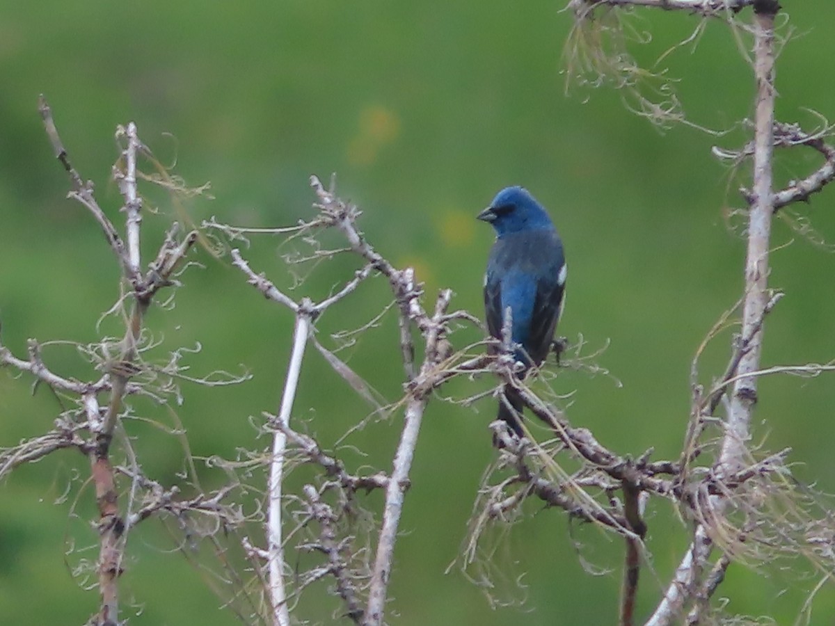 Passerin azuré - ML619200277