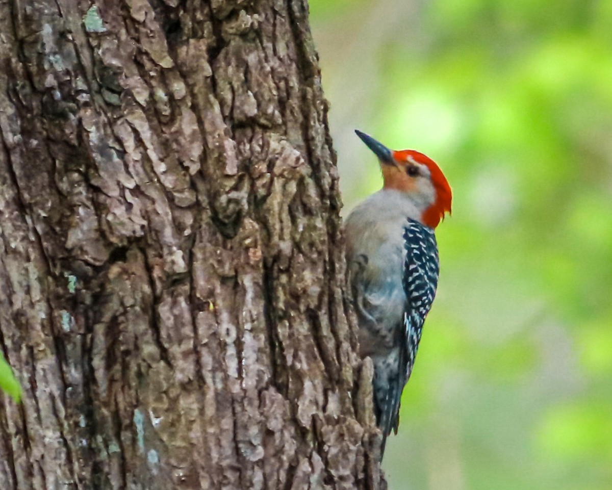 Red-bellied Woodpecker - Tom Fesolowich