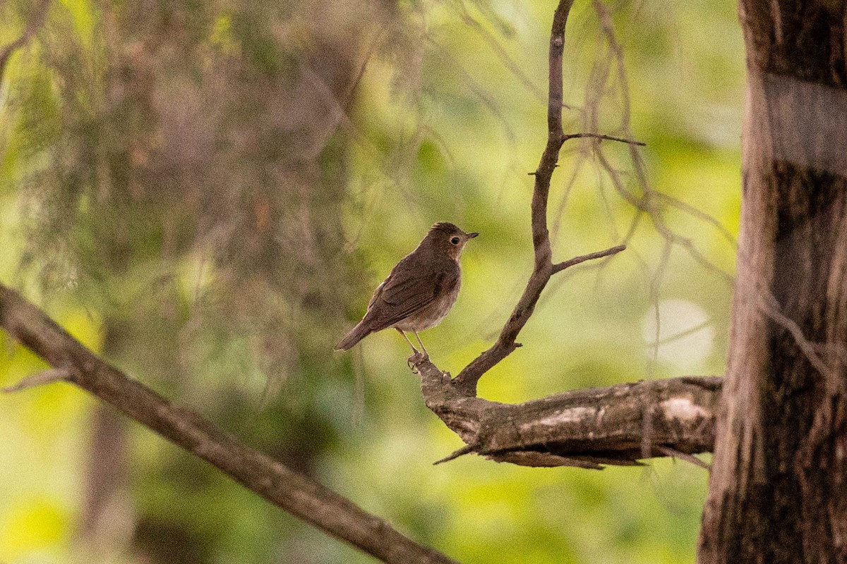 קיכלי זיתני - ML619200287