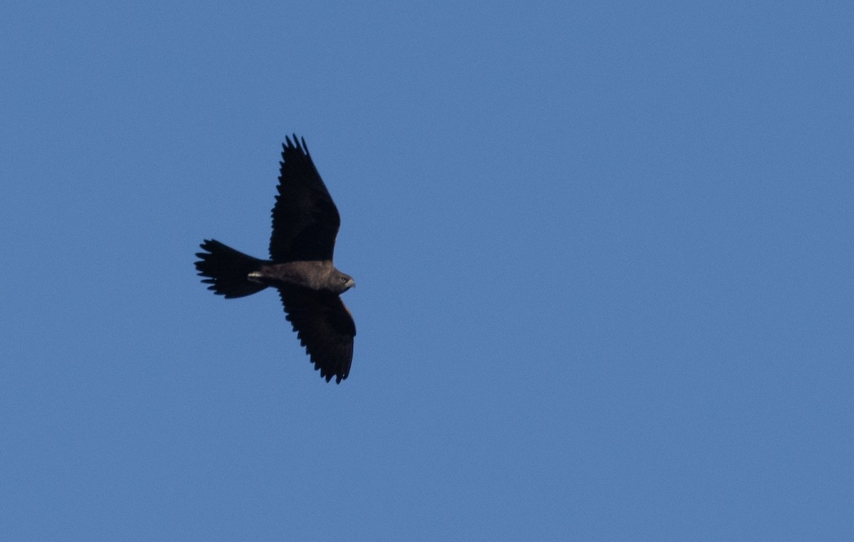 Black Falcon - shorty w