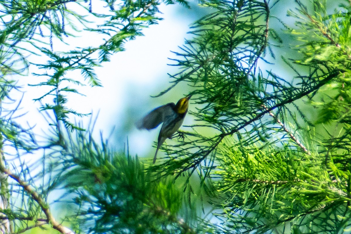 Black-throated Green Warbler - Dawn S