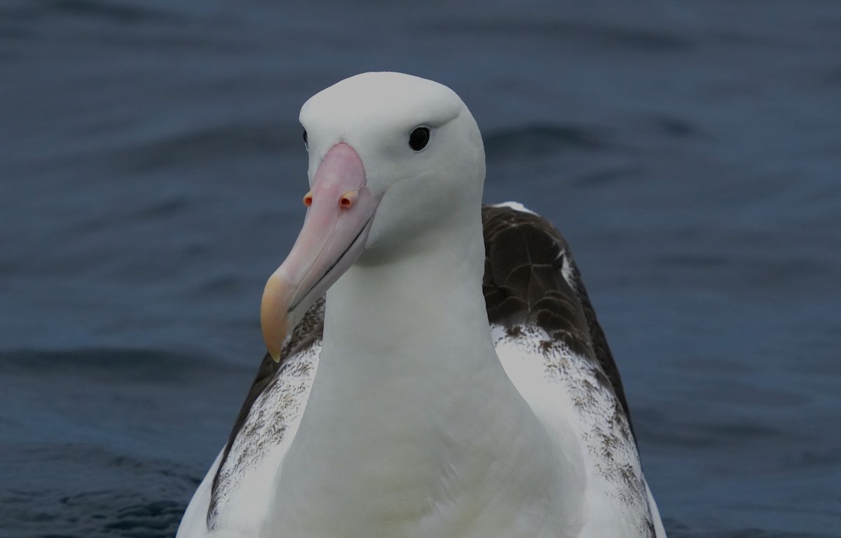 Northern Royal Albatross - ML619200296