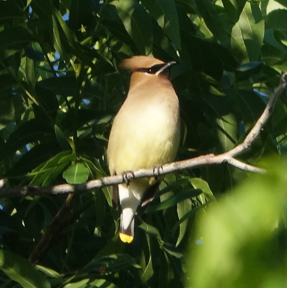 Cedar Waxwing - ML619200305