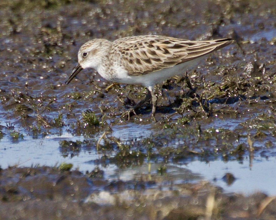 Semipalmated Sandpiper - ML619200307