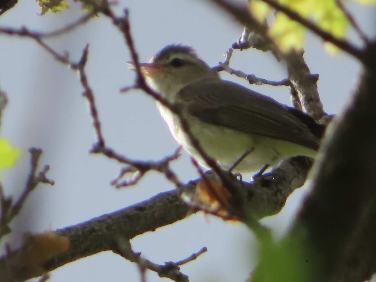 Warbling Vireo - ML619200309