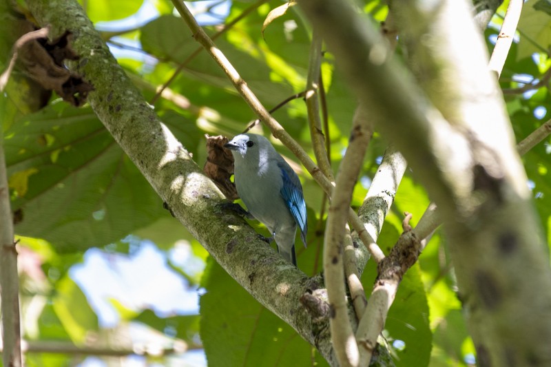 Blue-gray Tanager - Juan David Gallo