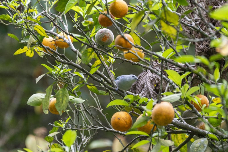 Blue-gray Tanager - Juan David Gallo