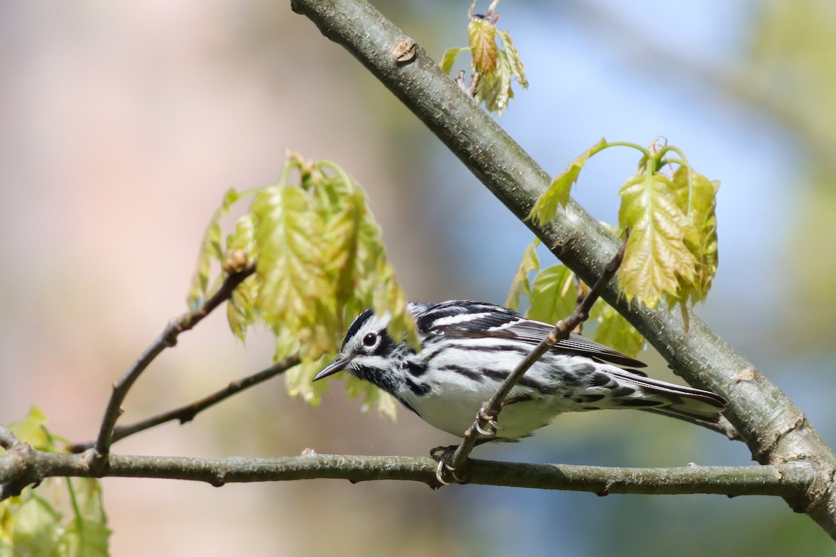 Black-and-white Warbler - Margaret Viens