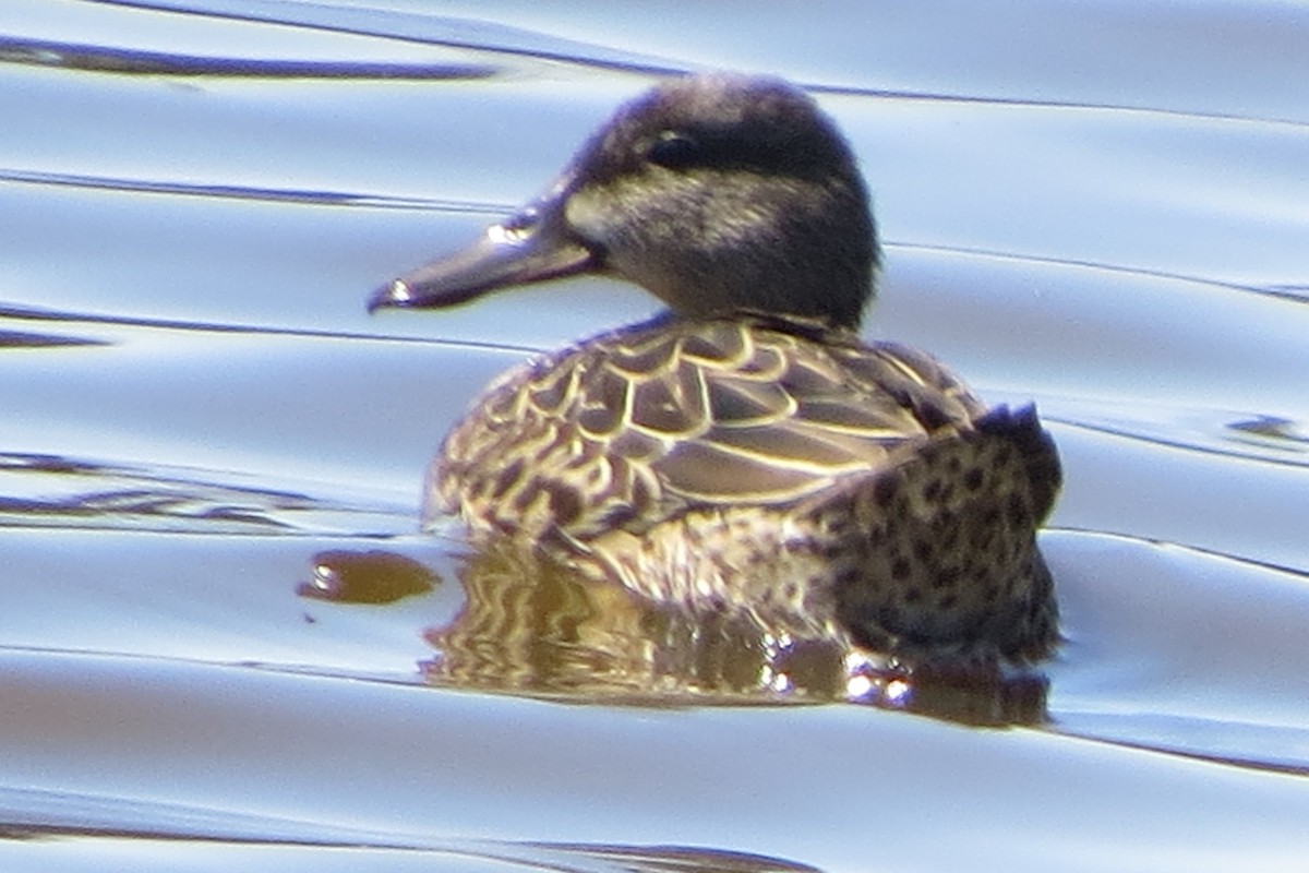 Blue-winged Teal - ML619200319