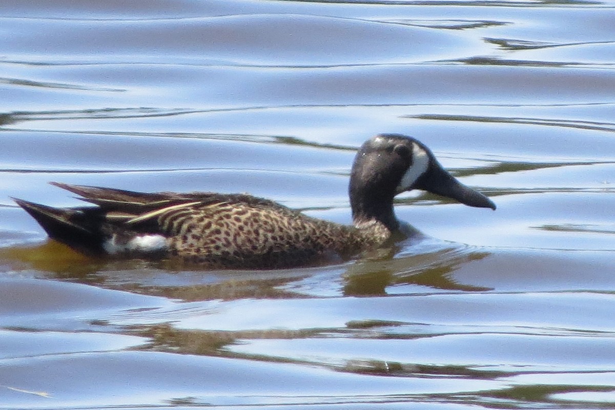 Blue-winged Teal - ML619200320